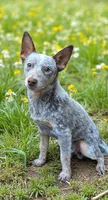 Bear (mini), a male Australian Cattle Dog for sale in Greensboro, NC – Photo 2 of 8