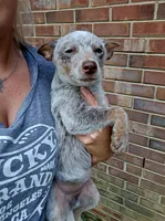 Bear (mini), a male Australian Cattle Dog for sale in Greensboro, NC – Photo 3 of 8