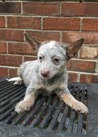 Bear (mini), a male Australian Cattle Dog for sale in Greensboro, NC – Photo 7 of 8