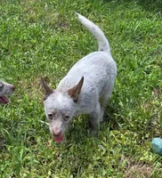 Bear (mini), a male Australian Cattle Dog for sale in Greensboro, NC – Photo 5 of 8