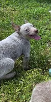 Bear (mini), a male Australian Cattle Dog for sale in Greensboro, NC – Photo 4 of 8