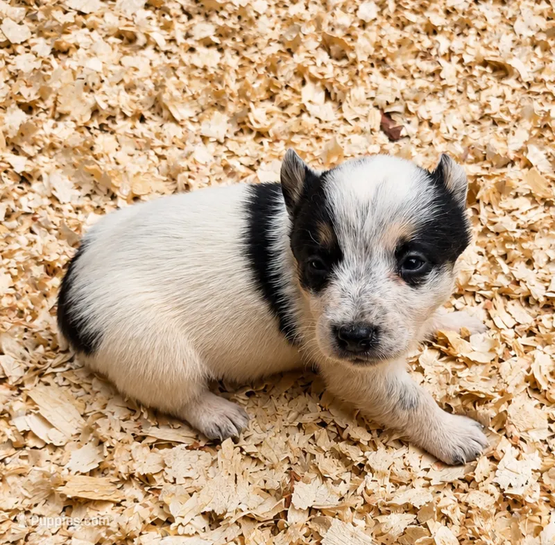 Sister – Australian Cattle Dog, Pembroke Welsh Corgi puppy for sale in Greensboro, NC