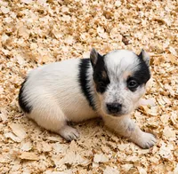 Sister, a female Australian Cattle Dog and Pembroke Welsh Corgi for sale in Greensboro, NC – 1 of 2