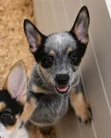 Bruno, a male Australian Stumpy Tail Cattle Dog for sale in Greensboro, NC – 1 of 1