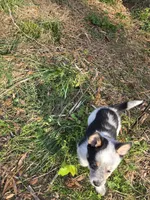 Liza, a female Australian Cattle Dog and Pembroke Welsh Corgi for sale in Greensboro, NC – Photo 1 of 2