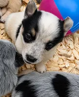 Sister, a female Australian Cattle Dog and Pembroke Welsh Corgi for sale in Greensboro, NC – 2 of 2