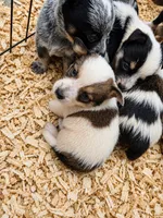 Tater, a male Australian Cattle Dog and Pembroke Welsh Corgi for sale in Greensboro, NC – 1 of 1