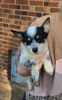 Boomer, a male Australian Cattle Dog and Pembroke Welsh Corgi for sale in Greensboro, NC – Photo 2 of 7