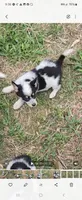 Boomer, a male Australian Cattle Dog and Pembroke Welsh Corgi for sale in Greensboro, NC – Photo 5 of 7