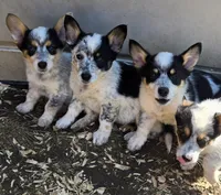 Boomer, a male Australian Cattle Dog and Pembroke Welsh Corgi for sale in Greensboro, NC – Photo 3 of 7