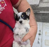 Boomer, a male Australian Cattle Dog and Pembroke Welsh Corgi for sale in Greensboro, NC – Photo 6 of 7