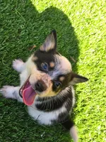 Boomer, a male Australian Cattle Dog and Pembroke Welsh Corgi for sale in Greensboro, NC – Photo 4 of 7