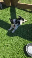 Boomer, a male Australian Cattle Dog and Pembroke Welsh Corgi for sale in Greensboro, NC – Photo 7 of 7