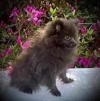 Baby Blue, a male Pomeranian for sale in Crystal River, FL – Photo 3 of 3