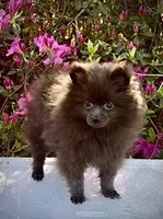 Baby Blue, a male Pomeranian for sale in Crystal River, FL – Photo 2 of 3
