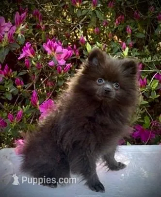 Baby Blue – Pomeranian puppy for sale in Crystal River, FL
