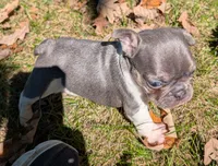 Winston, a male French Bulldog for sale in Minooka, IL – 2 of 6