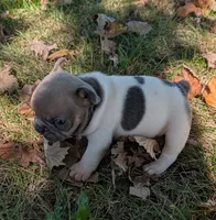 Tristan, a male French Bulldog for sale in Minooka, IL – 3 of 5