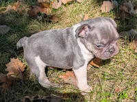 Winston, a male French Bulldog for sale in Minooka, IL – 6 of 6