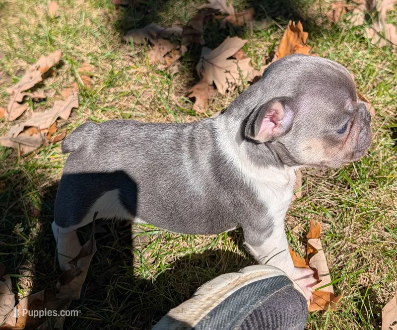 Winston – French Bulldog puppy for sale in Minooka, IL