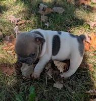 Tristan, a male French Bulldog for sale in Minooka, IL – 4 of 5