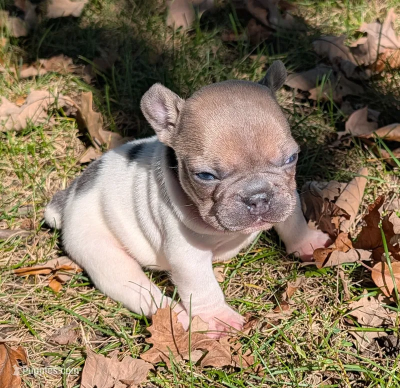 Tristan – French Bulldog puppy for sale in Minooka, IL