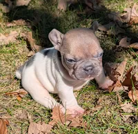 Tristan, a male French Bulldog for sale in Minooka, IL – 1 of 5