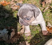 Winston, a male French Bulldog for sale in Minooka, IL – 3 of 6
