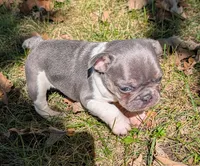 Winston, a male French Bulldog for sale in Minooka, IL – 4 of 6