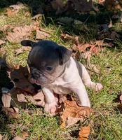 Tristan, a male French Bulldog for sale in Minooka, IL – 2 of 5