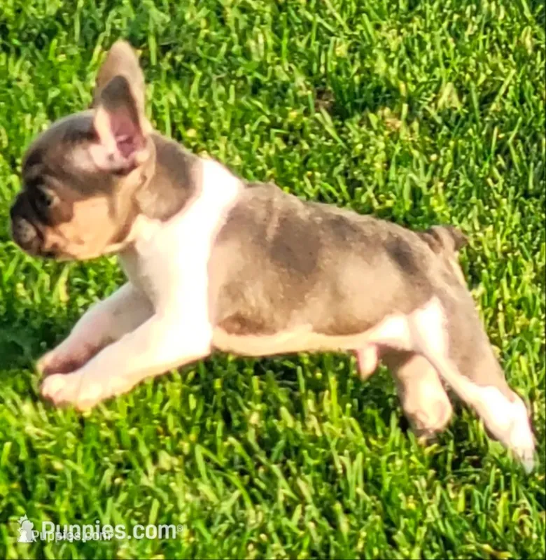 Winston – French Bulldog puppy for sale in Minooka, IL