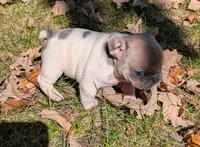 Tristan, a male French Bulldog for sale in Minooka, IL – 5 of 5
