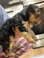 Yorkie teacup , a female Yorkshire Terrier for sale in New Britain, CT – 2 of 9