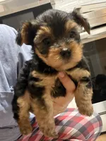 Yorkie teacup , a female Yorkshire Terrier for sale in New Britain, CT – 3 of 9