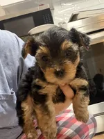 Yorkie teacup , a female Yorkshire Terrier for sale in New Britain, CT – 9 of 9