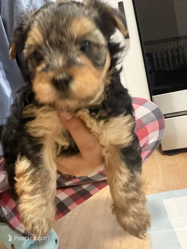 Yorkie teacup  – Yorkshire Terrier puppy for sale in New Britain, CT