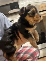 Yorkie teacup , a female Yorkshire Terrier for sale in New Britain, CT – 4 of 9