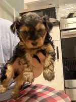 Yorkie teacup , a female Yorkshire Terrier for sale in New Britain, CT – 6 of 9