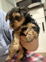 Yorkie teacup , a female Yorkshire Terrier for sale in New Britain, CT – 5 of 9