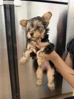 Yorkie teacup , a female Yorkshire Terrier for sale in New Britain, CT – 2 of 2