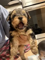 Yorkie teacup , a female Yorkshire Terrier for sale in New Britain, CT – 8 of 9