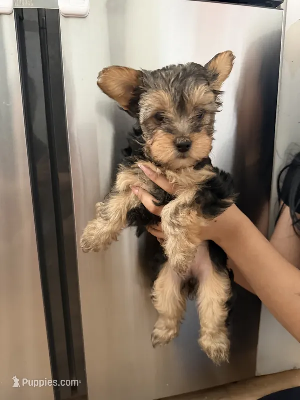 Yorkie teacup  – Yorkshire Terrier puppy for sale in New Britain, CT