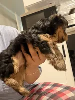 Yorkie teacup , a female Yorkshire Terrier for sale in New Britain, CT – 7 of 9