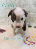 Philly, a male Australian Shepherd for sale in Powhatan, VA – 3 of 5