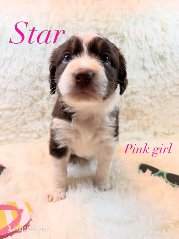 Star – Australian Shepherd puppy for sale in Powhatan, VA
