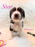 Star, a female Australian Shepherd for sale in Powhatan, VA – 1 of 5