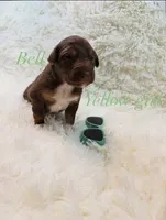 Bell, a female Australian Shepherd for sale in Powhatan, VA – 3 of 5
