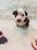 Philly, a male Australian Shepherd for sale in Powhatan, VA – 2 of 5