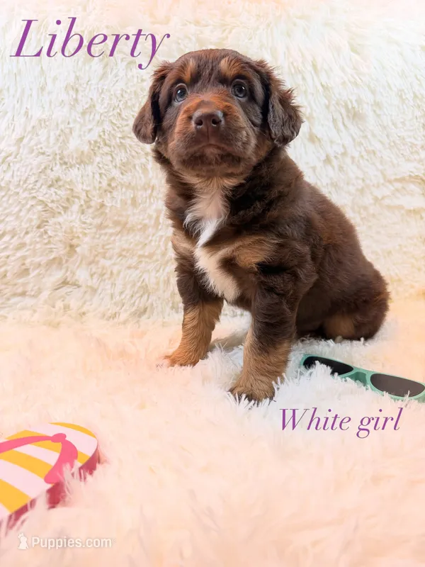 Liberty – Australian Shepherd puppy for sale in Powhatan, VA