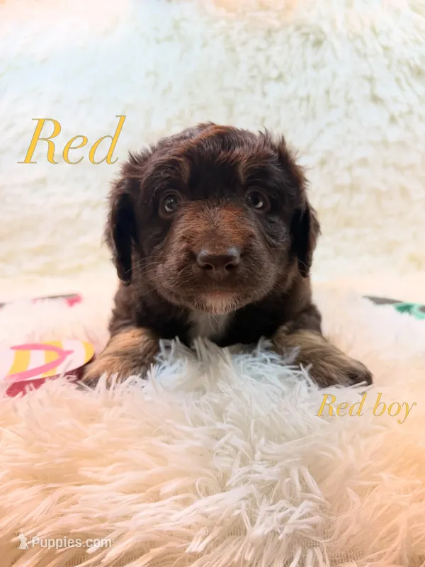 Red – Australian Shepherd puppy for sale in Powhatan, VA